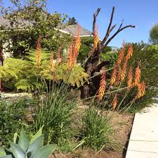 Image result for Kniphofia thomsonii
