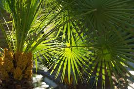 Chamaerops humilis vulcano palmier nain. Washingtonia Un Palmier Facile Et Resistant Au Froid