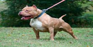 pitbull yasagi pitbull gen tr