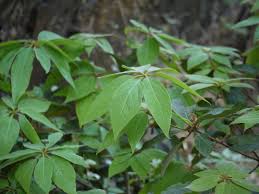 Image result for Actinodaphne