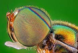 Pin Auf Bugs