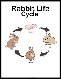Rabbit Life Cycle Free Diagram And Worksheets Rabbit Life Life Cycles Animal Life Cycles