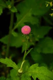 Image result for Crassocephalum rubens