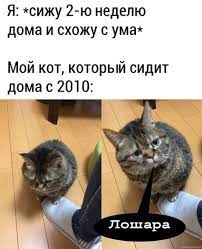 Мемы - домашний карантин | Facebook