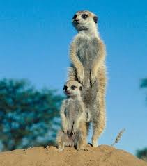 Mom And Baby Meerkat Stokstaartje Cute Small Animals Cute Animal Photos Baby Meerkat
