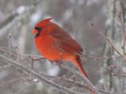 Birds Native To Virginia Beach Common Sight In Va It S Our State Bird One Of My Favorites Virginia Is For Lovers State Birds Virginia