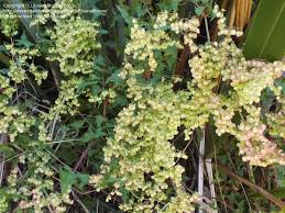 Image result for Rumex sagittatus