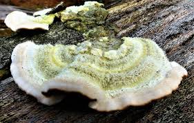 Image result for Craterostigma hirsutum