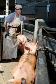 23 Slaughter Woman Ideas Plastic Aprons Pvc Apron Slaughter