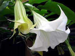Top 5 Deadly Flowers And Plants Interflora