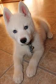 Loki The Siberian Husky Puppies Daily Puppy Siberian Husky Puppies Puppies Cute Dogs