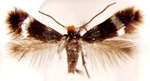 Image result for Stigmella pretiosa