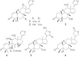 Image result for Turraea robusta