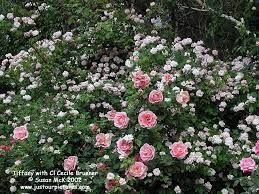 Cecile Bruner Tiffany Rose Rose Pictures Rose