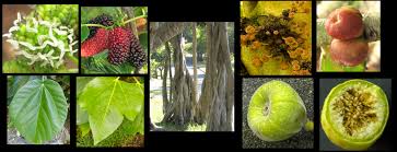 Image result for Moraceae