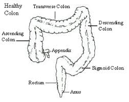 Image result for itchy skin rectum