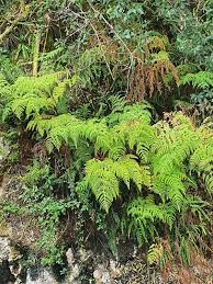 Image result for Hypolepis sparsisora