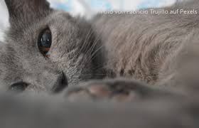 Aus diesem grund wollen sie natürlich nur das allerbeste für ihren haustiger. Chronische Niereninsuffizienz Cni Cne Bei Der Katze Fellomed De