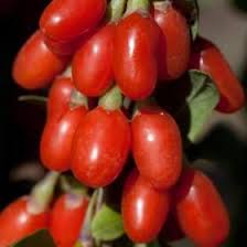 Big Lifeberry Goji From Stark Bro S Berry Plants Goji Berries Goji