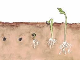 Check spelling or type a new query. Seed Scarification Techniques How To Nick Flower Seeds Before Planting