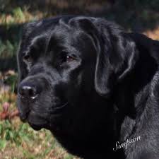 We believe that our labradors and the puppies we produce are pleasing to the eye and warming to the heart. English Mountain Labradors Home Facebook