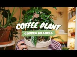 In the wild, coffee plant typically grows under trees. Students Com