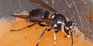 25 Types Of Wasps And Hornets Progardentips Wasp Tarantula Hawk Wasp Hornet