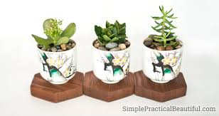 A couple of small paint brushes. 10 Succulent Planter Ideas Simple Practical Beautiful