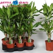 Image result for Dracaena steudneri
