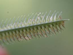 Image result for Dactyloctenium geminatum