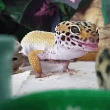 We did not find results for: Gecko Mlem Album On Imgur