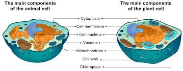 In july 2019, japanese scientist hiromitsu nakauchi got the approval of the japanese government to experiment with inserting human stem cells into animal (particularly rodent) embryos. Theory To Prepare Stained Temporary Mount Of Onion Peel Biology Science Class 9 Class 9 Notes