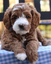 I am the owner of rossendale australian labradoodles. Labradoodle Puppies For Sale Near Me Online Shopping
