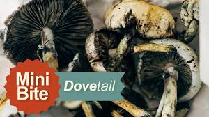 It takes into account the fact that each draw decreases the size of your library by one. Magic Mushrooms Episode 2 A Trip Through The Garden A Short Guide To Plant Based Substances Youtube