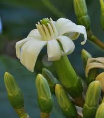 Image result for Anthocleista