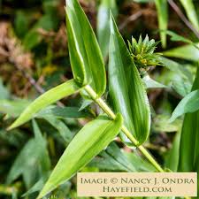 Image result for Dichapetalum rhodesicum