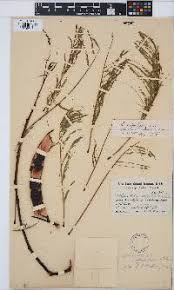 Image result for Elephantorrhiza suffruticosa