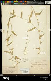 Image result for Urochloa reptans