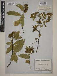 Image result for Grewia herbacea