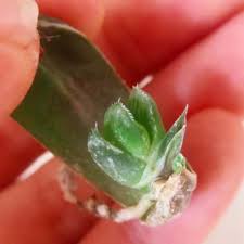 ハオルチアを増やそう 葉挿しの方法と注意点 Greensnap グリーンスナップ