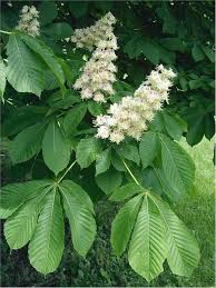 Aesculus Hippocastanum Horse Chestnut With May Flowering This Is A Beautiful Landscape Tree Https W Horse Chestnut Trees Chestnut Flower Medicinal Plants