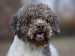 We go to great lengths and expense to protect and provide for the health of both the mom. Lagotto Romagnolo Price Temperament Life Span