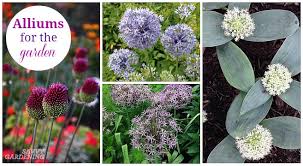 The perennial plant association has rightly awarded allium millenium the 2018 plant of the year®! Alliums For The Garden The Best Long Blooming Allium Varieties
