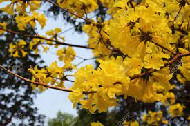 We did not find results for: Golden Tree Tallow Pui Yellow India Commonly Known As Golden Tree Grows Well In Northern Thailand