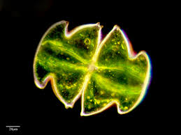 Image result for Micractis