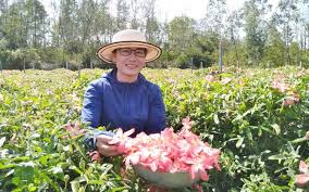 Quảng Ngãi: Khởi nghiệp từ niềm yêu thích dược liệu quý - Cổng Thông Tin  Hội Liên hiệp Phụ nữ Việt Nam