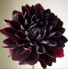 Plants and seedlings are available to suit all outdoor spaces and requirements, from domestic gardens to commercial landscapes. Etsynet Sale Rare Black With Red Dahlia Seeds Beautiful Perennial Flowers Seeds Dahlia Pinnata For Diy Home Garden 10 Seeds Buy Online In Aruba At Aruba Desertcart Com Productid 66450854