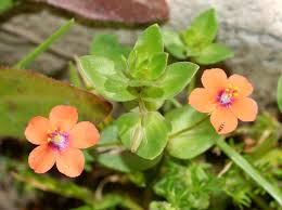 Image result for Anagallis barbata