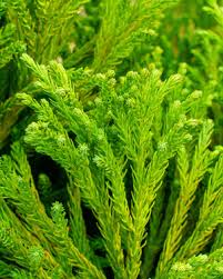 Image result for Cryptomeria