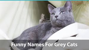 Food cat names are a great way to find a unique name for your kitty. Top 120 Names For Grey Cats Cute Funny Unique Puns And More
